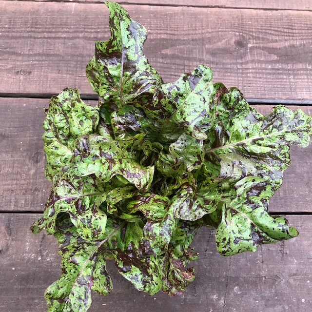 バターヘッドレタス