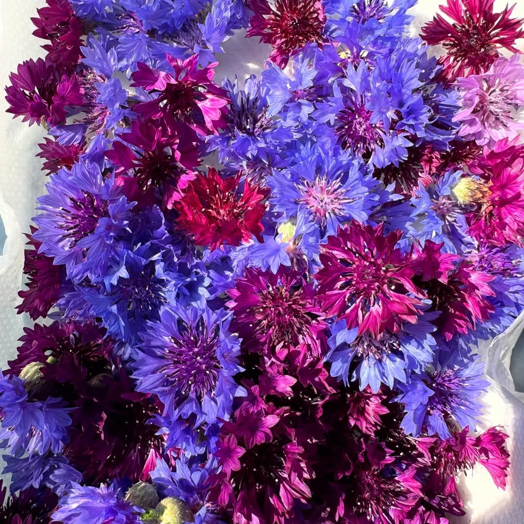 矢車草 / コーンフラワー