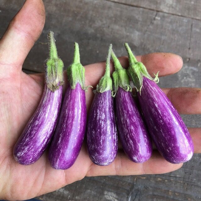 マイクロナス フェアリーテイル