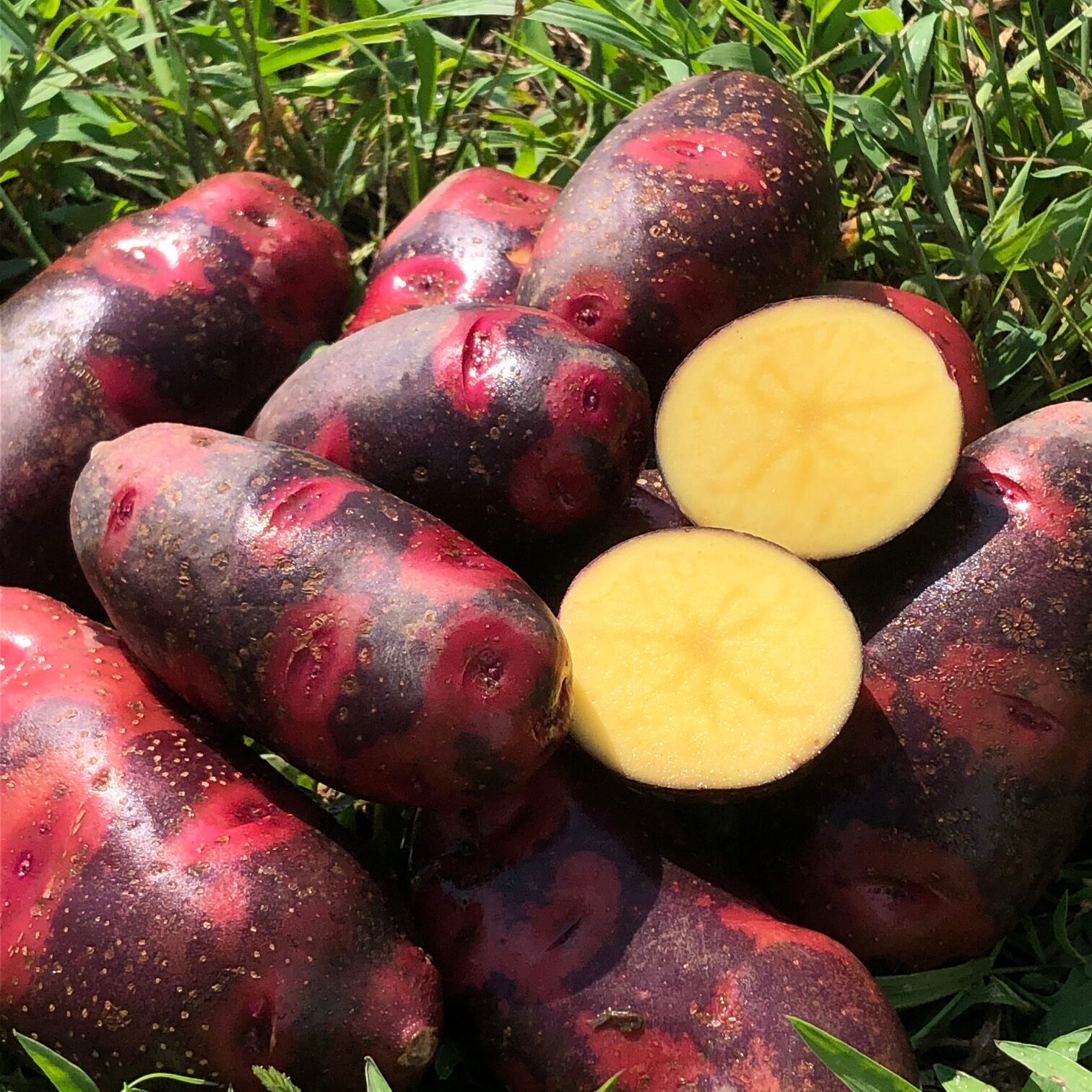 ジャガイモ グランドペチカ