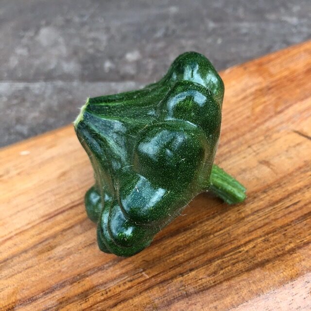 緑UFOズッキーニ