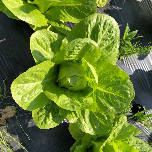 ミニロメイン（緑）