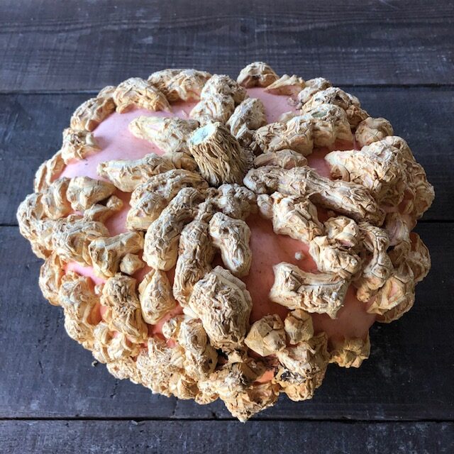 アメリカカボチャ ナックルヘッド