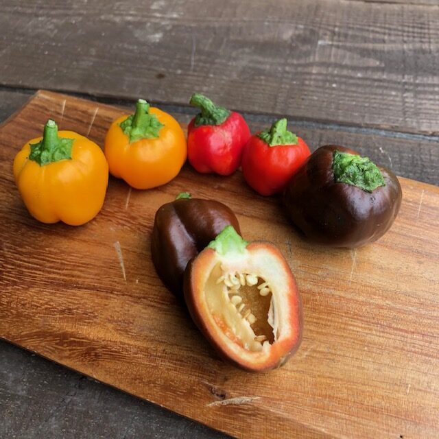 虹色ミニパプリカ