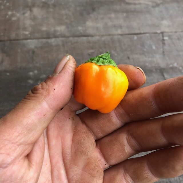 ミニパプリカ（オレンジ）