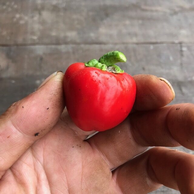 ミニパプリカ（赤）