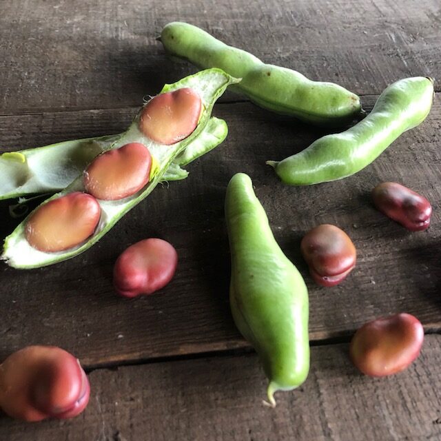 ファーベ（赤）