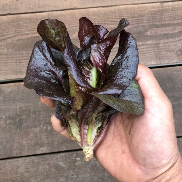 ミニロメイン（赤）