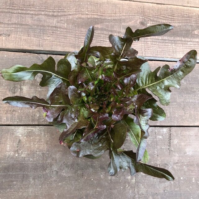 オークレタス（赤）