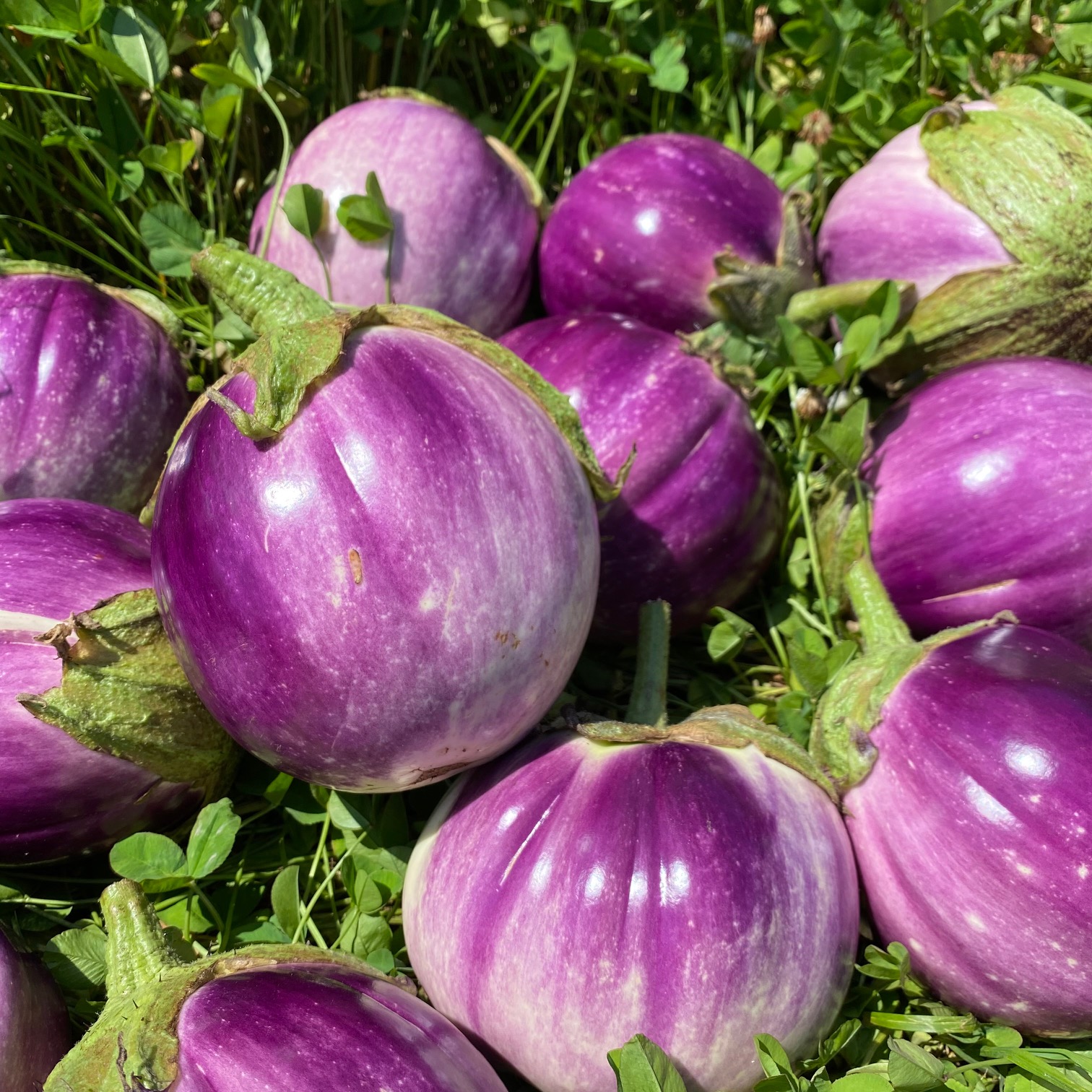 ロッサビアンコ