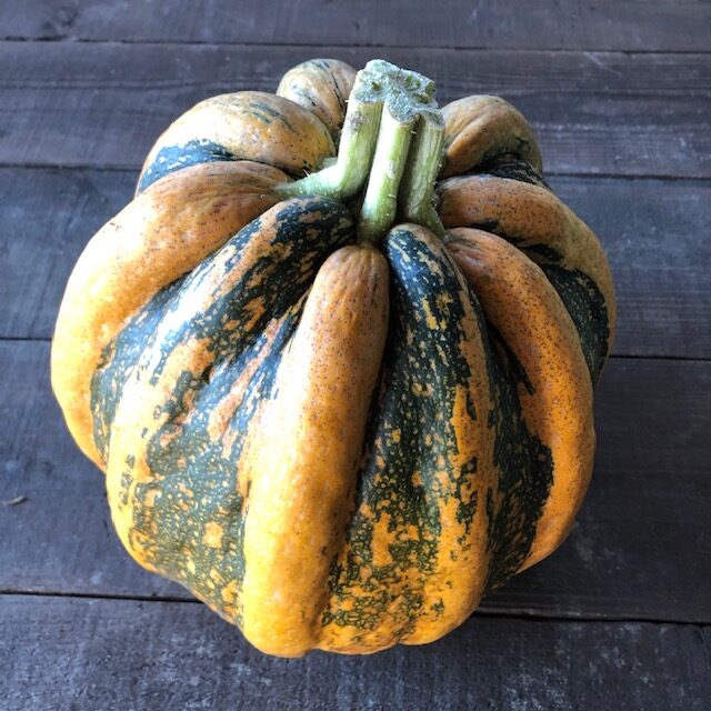 イタリアかぼちゃ トンダパダナ