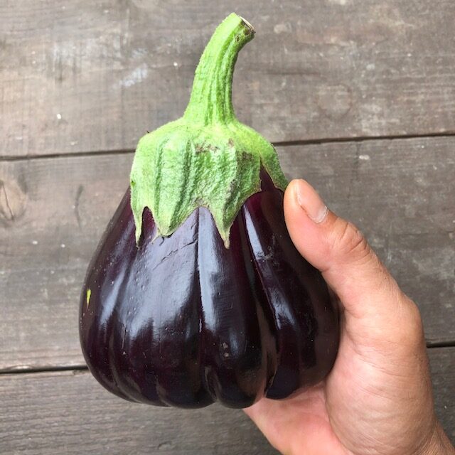 フィレンツェナス