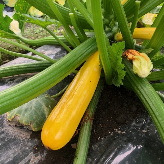 黄ズッキーニ