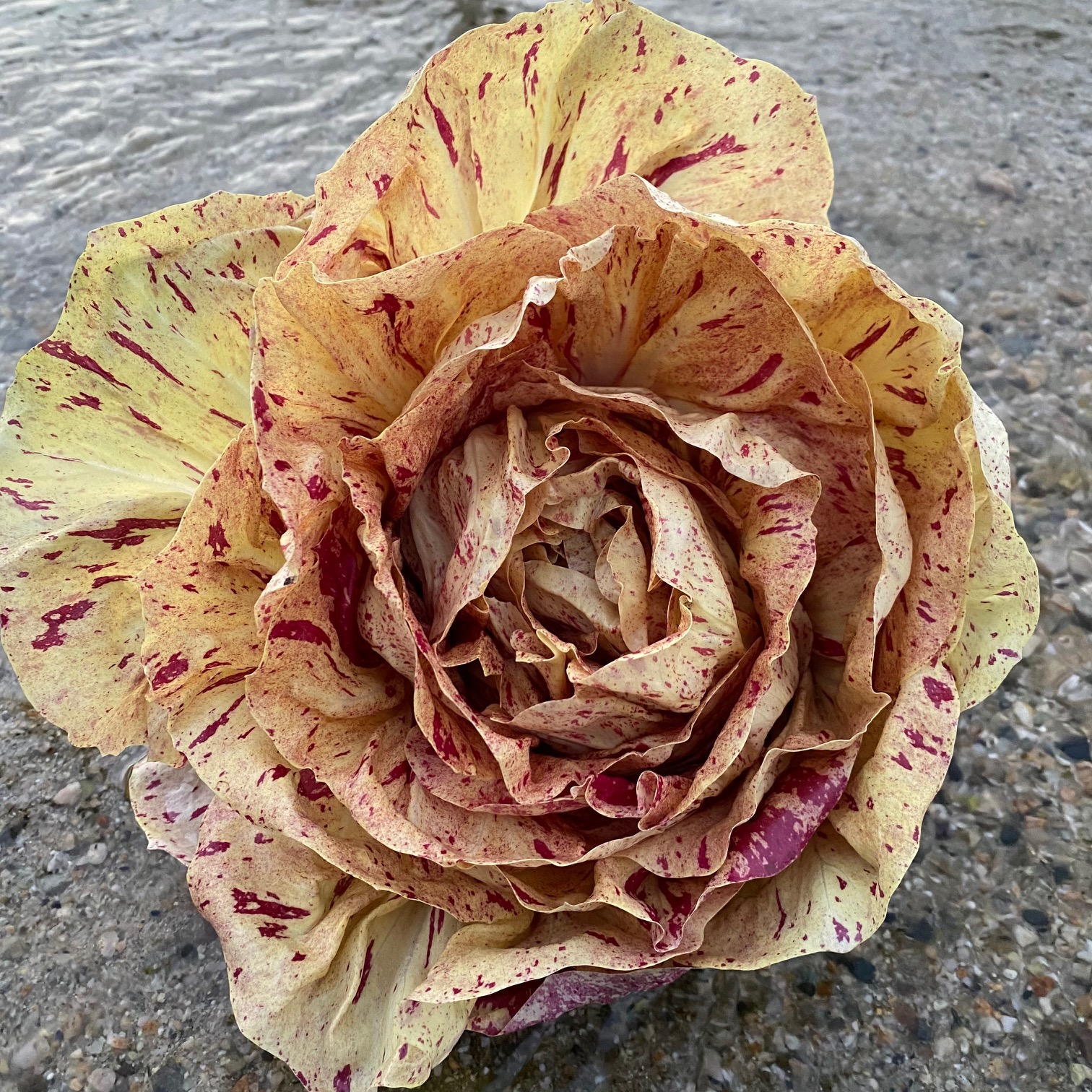 カステルフランコ