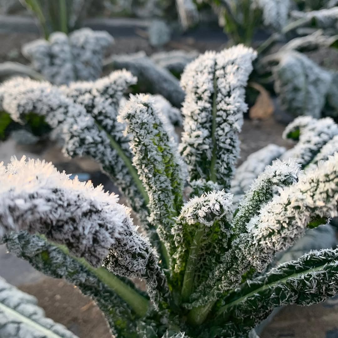 カーボロ・ネロ