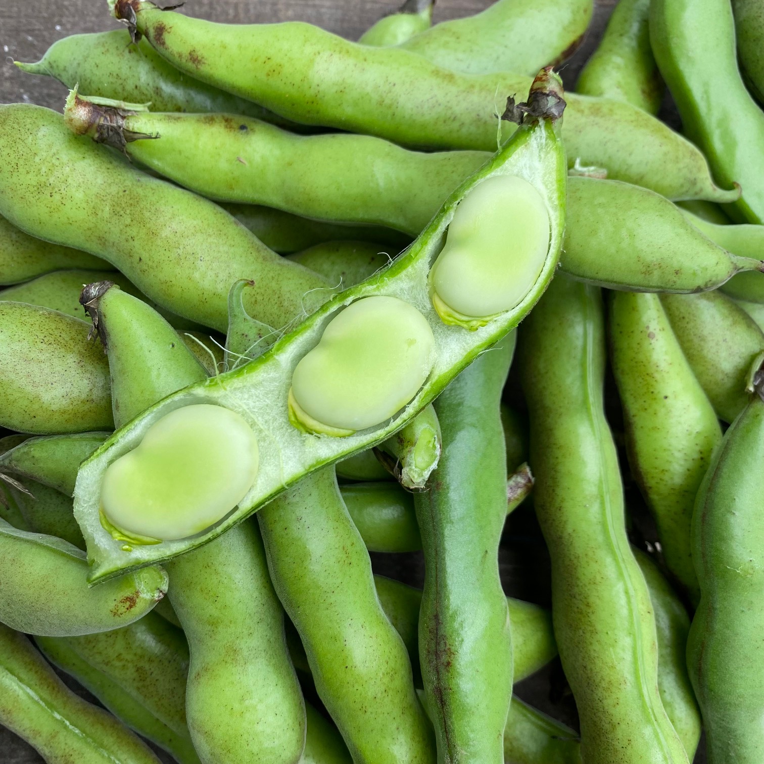 ファーベ（緑）