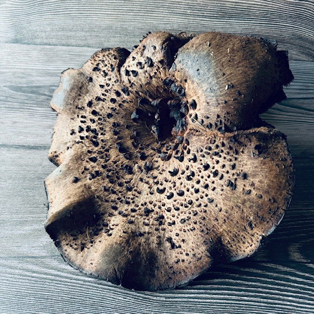 コウタケ / 香茸