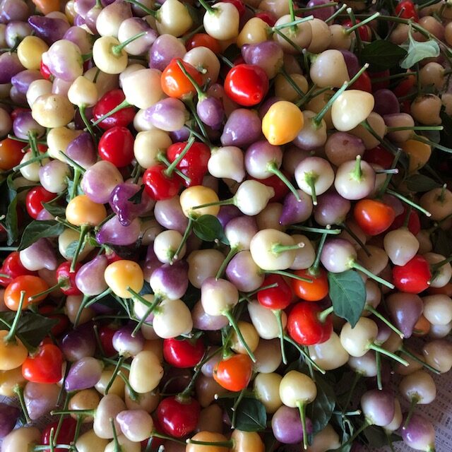 ホットチェリー