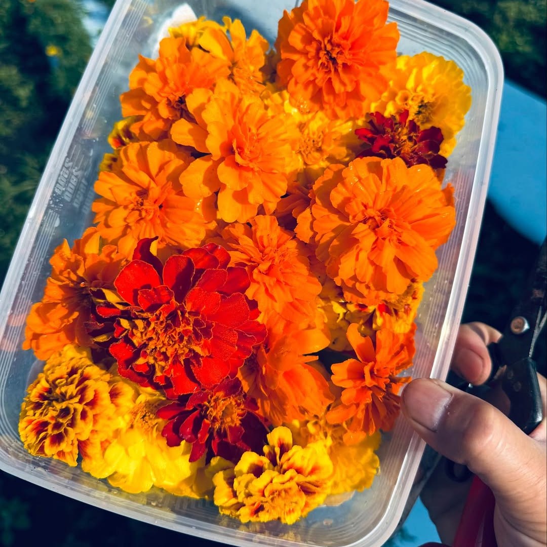 マリーゴールド