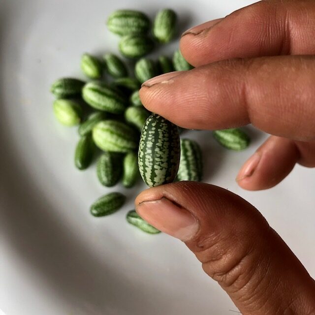 マイクロガーキン