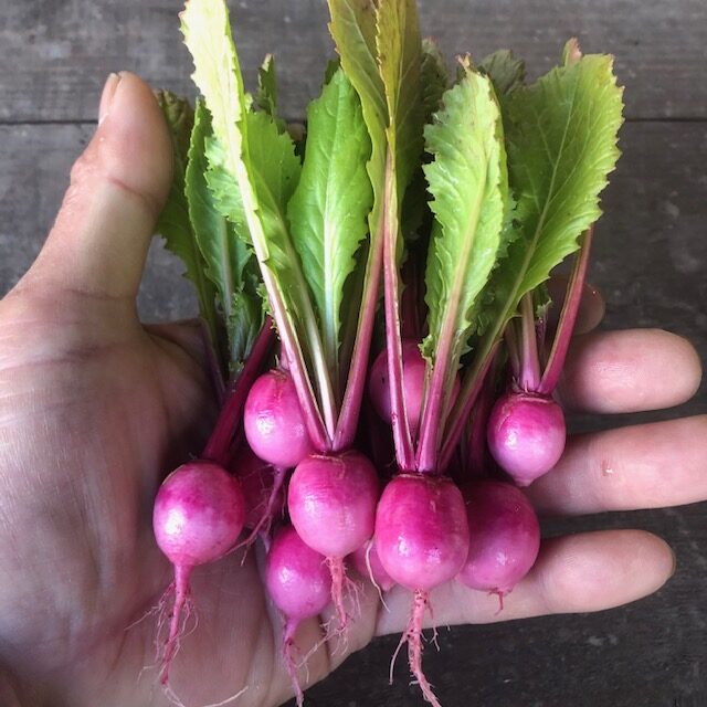 ピンクマイクロカブ