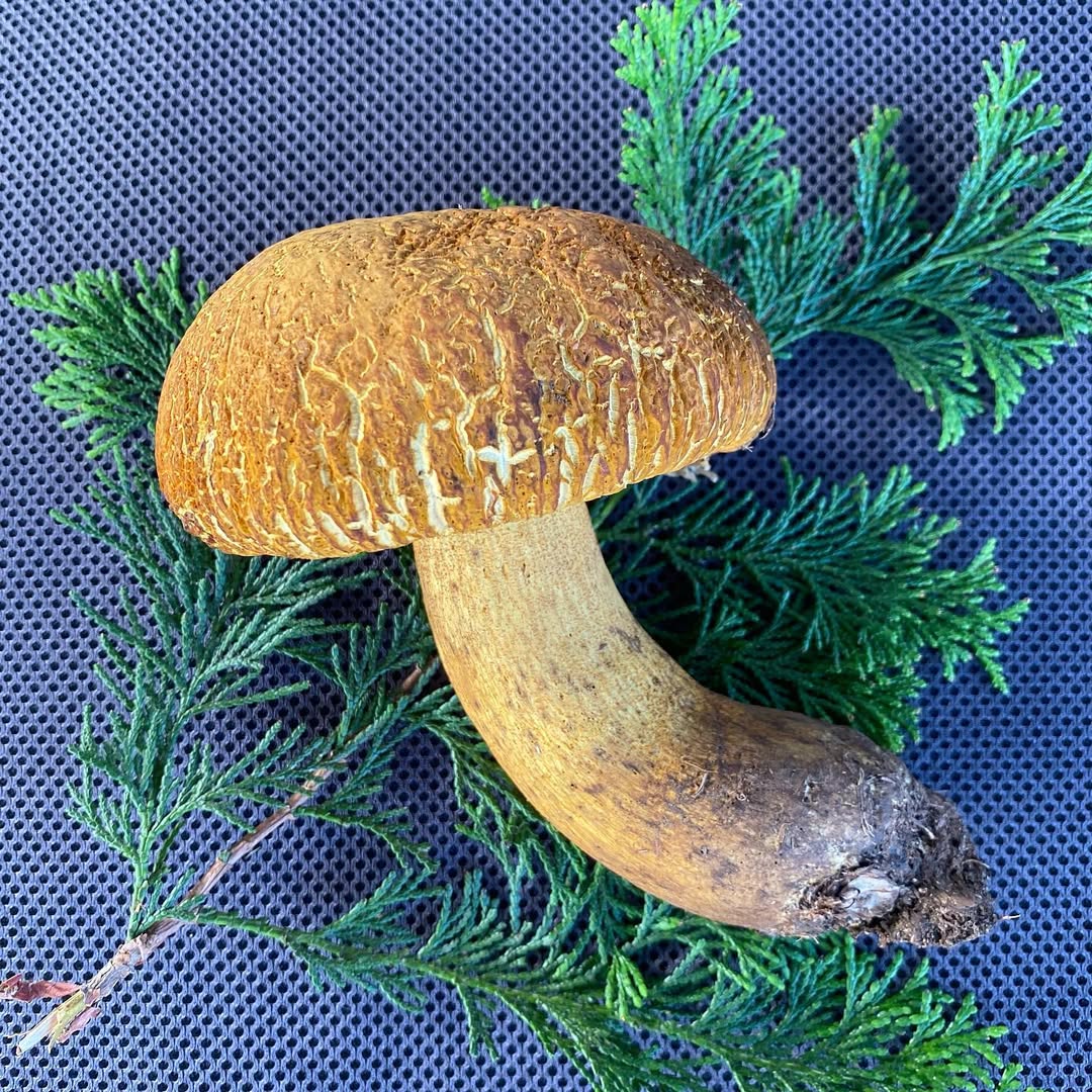 アカヤマドリダケ / ポルチーニ