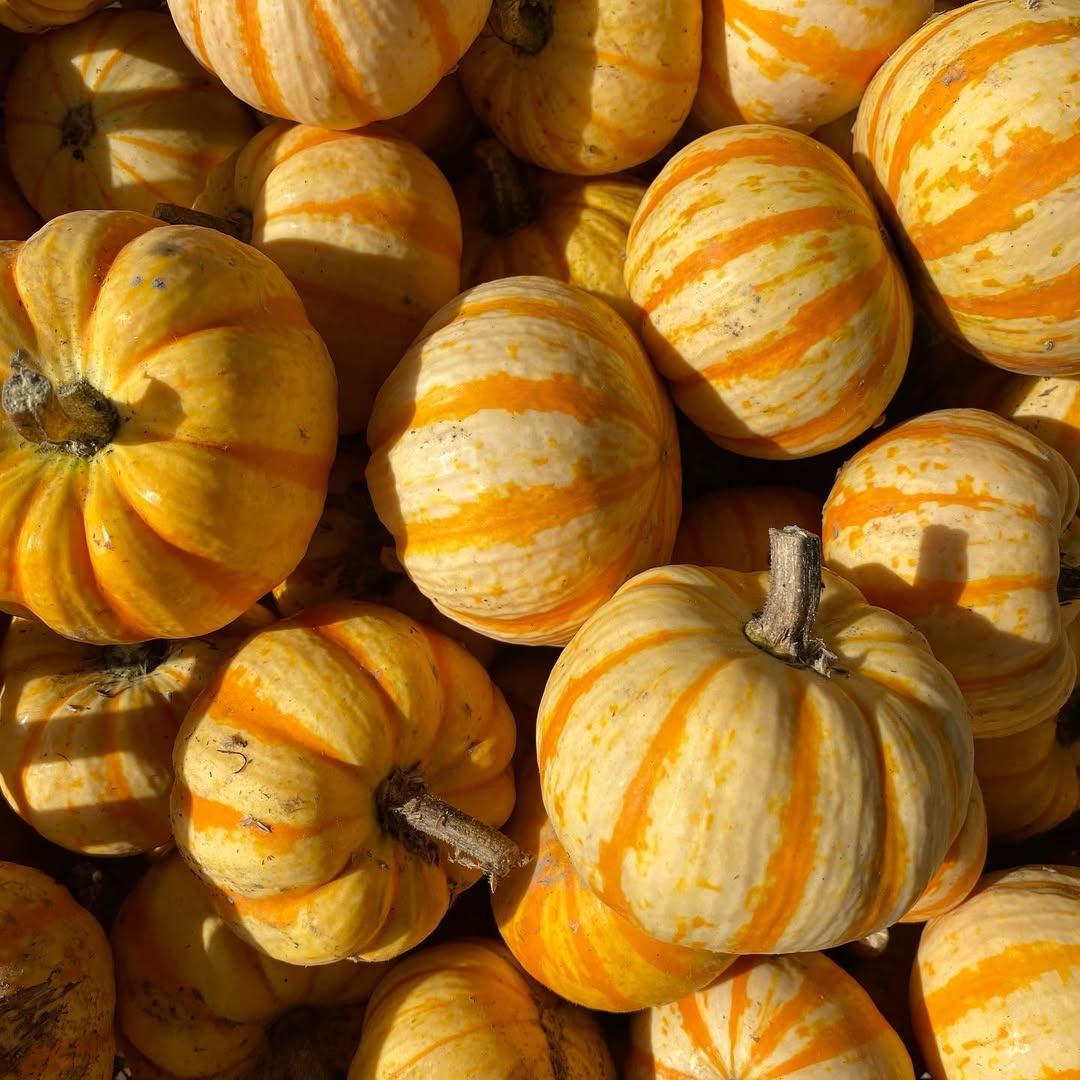 ミニカボチャ プッチィーニ