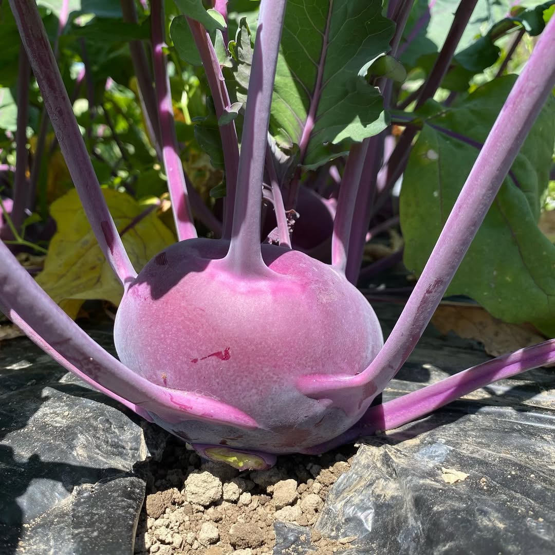 コールラビ（紫）