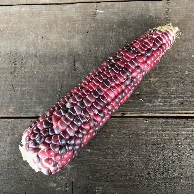 紫トウモロコシ
