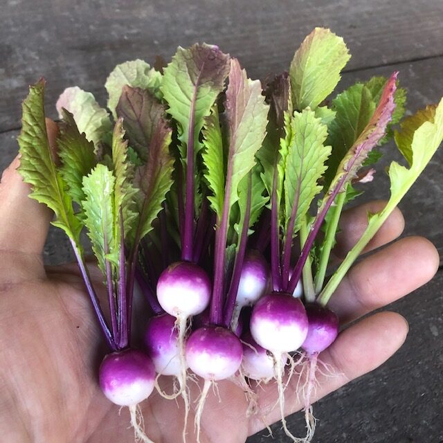 紫マイクロカブ