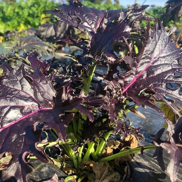 紫マスタードリーフ