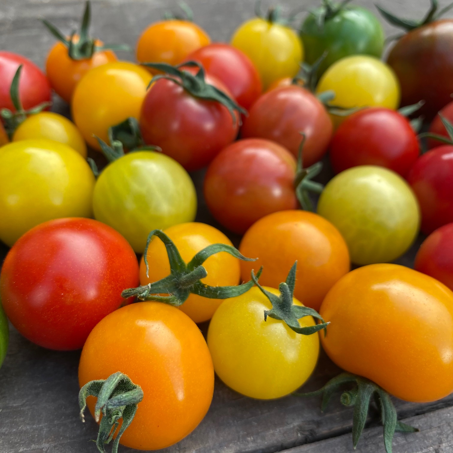 虹色ミニトマト