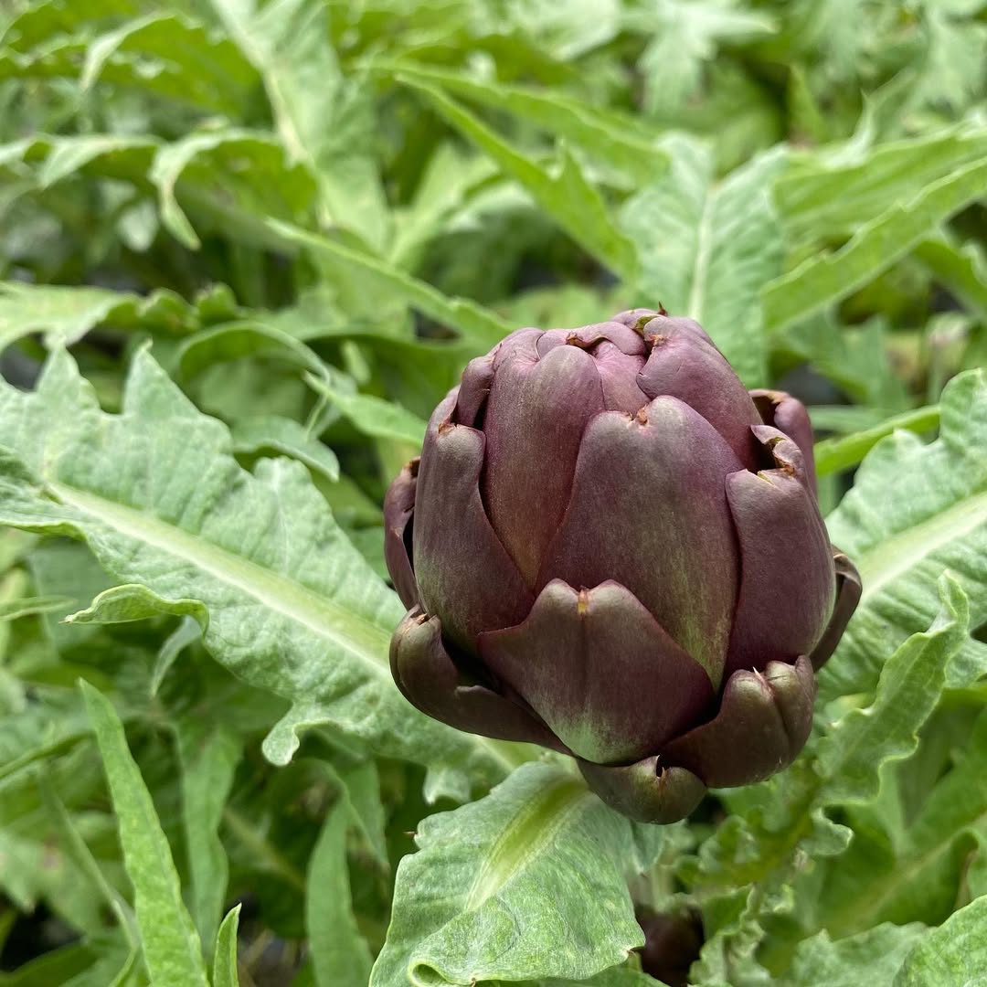アーティチョーク（紫）