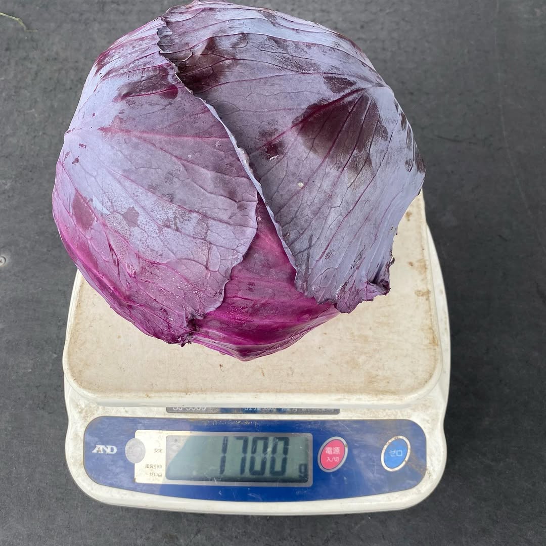 紫キャベツ