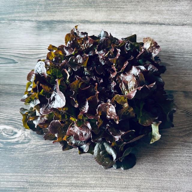 赤フリルレタス