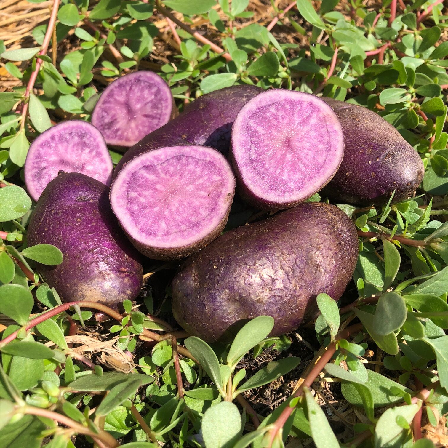 ジャガイモ シャドークィーン