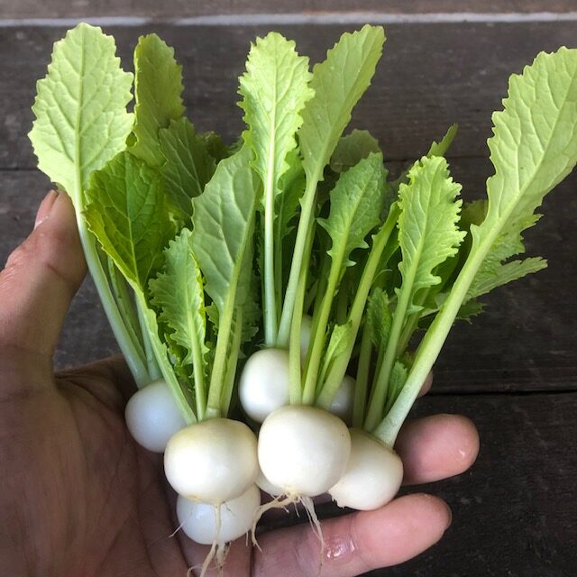 白マイクロカブ