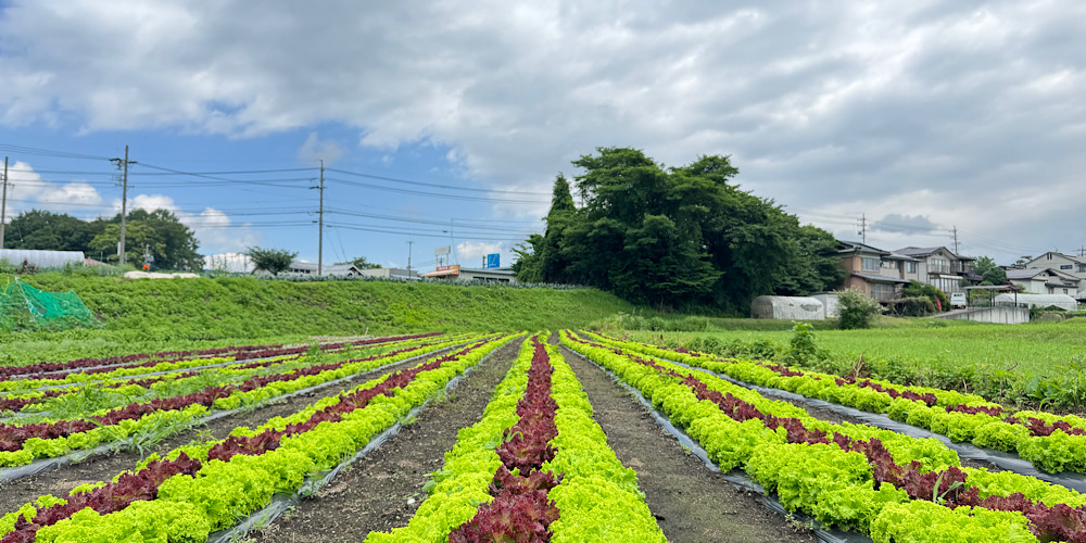 信州の豊かな畑