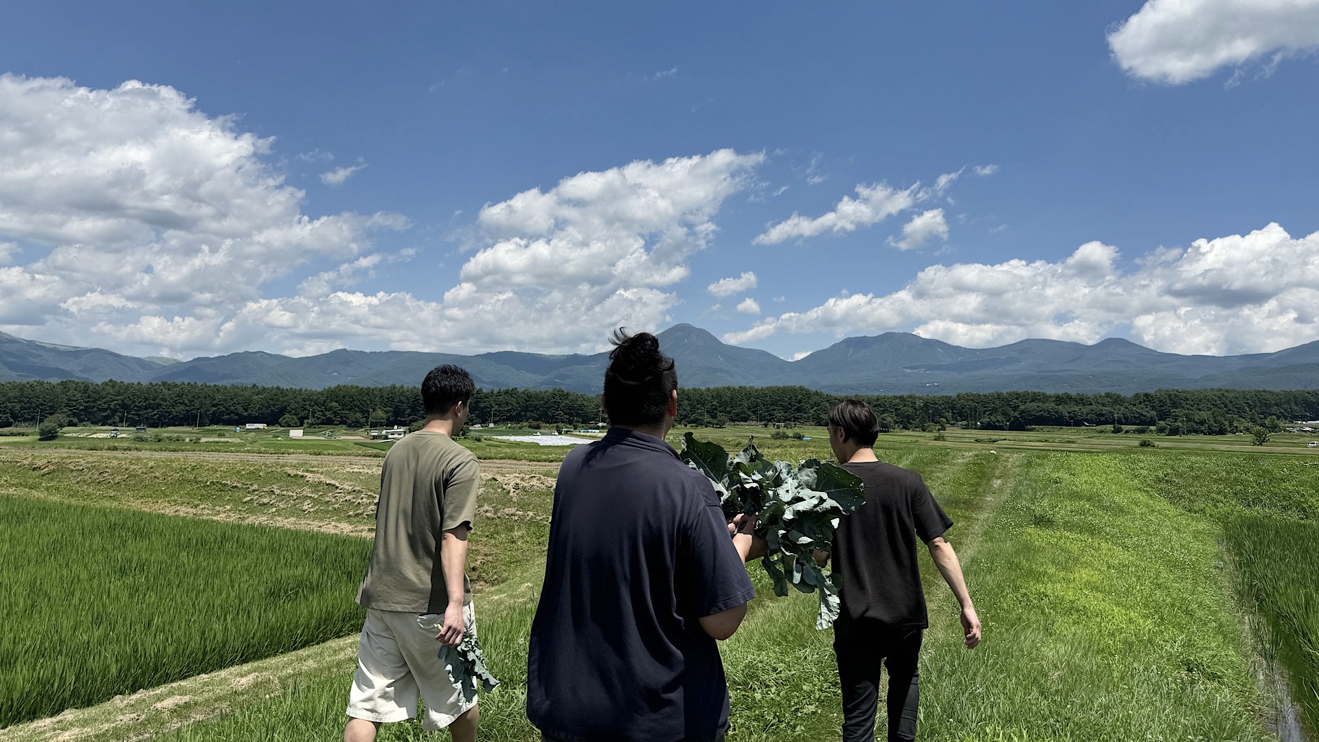 虹Veggieの想い：畑の風景